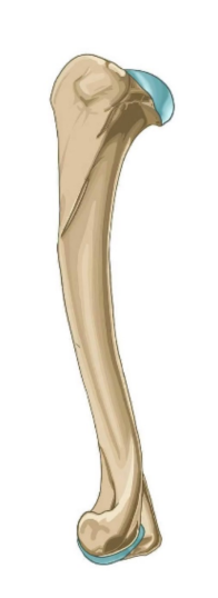 <p>• Long bone forming the upper forelimb (brachium)</p><p>• Largest bone of the thoracic limb</p>