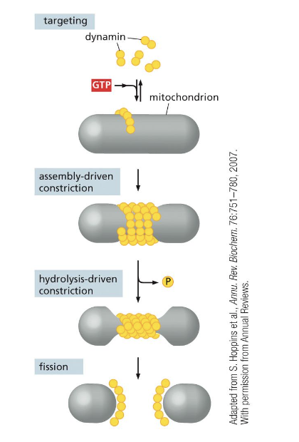 <p>dynamin, aka Opa1</p>
