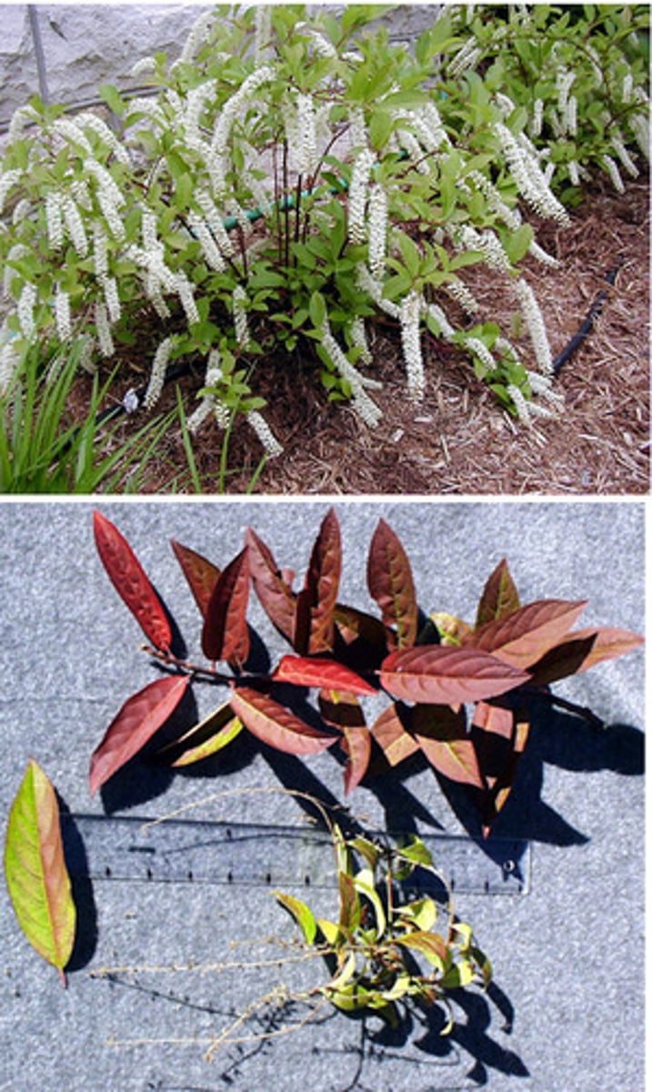 <p>-Curved Red Twigs (Yellow/Green Base)<br>-No flowers right now, just twigs</p>