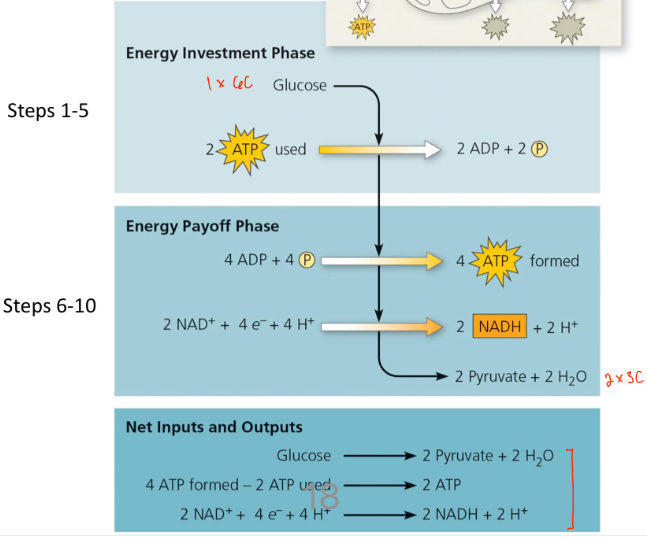 <p>Means “sugar-splitting”</p><ul><li><p>Glucose (6-carbon sugar) is split into two 3-carbon sugars</p></li><li><p>No loss of carbon</p></li></ul><p></p>