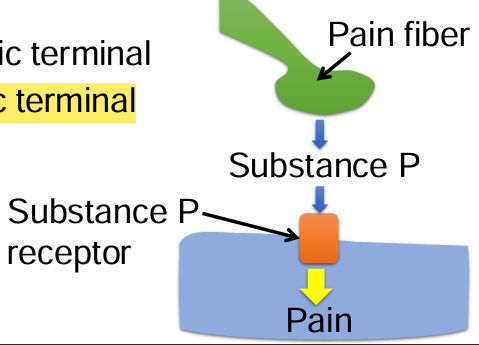<p>Substance P is a neuropeptide involved in pain sensation. Beta-endorphins bind to and activate opioid receptors. Activation of opioid receptors prevents the release of substance P from pain fibers, and hence inhibit pain. Where is the opioid receptor located? </p><p>A. Postsynaptic terminal </p><p>B. Presynaptic terminal</p>