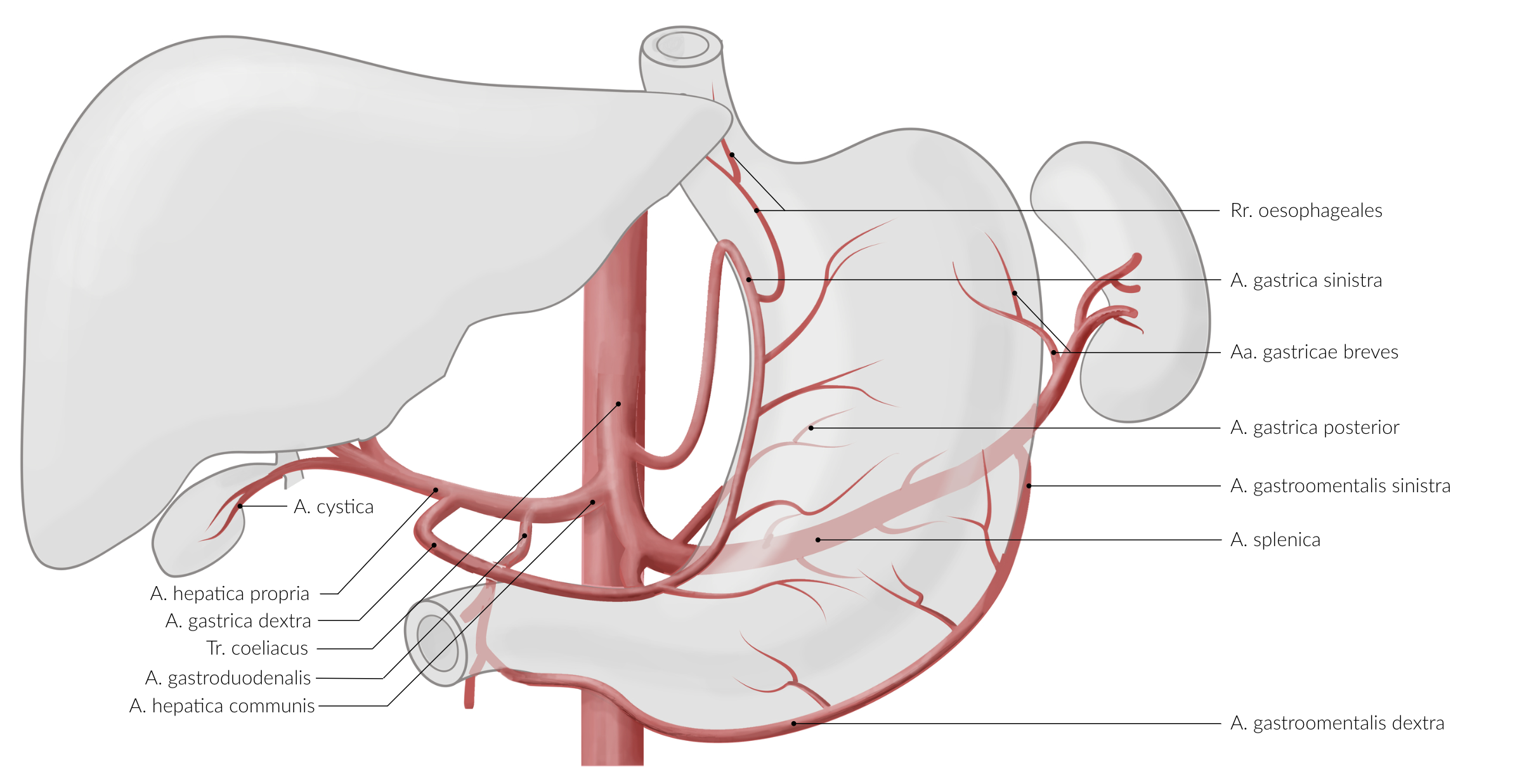 <p>E. Splenic artery (A. splenica)</p>