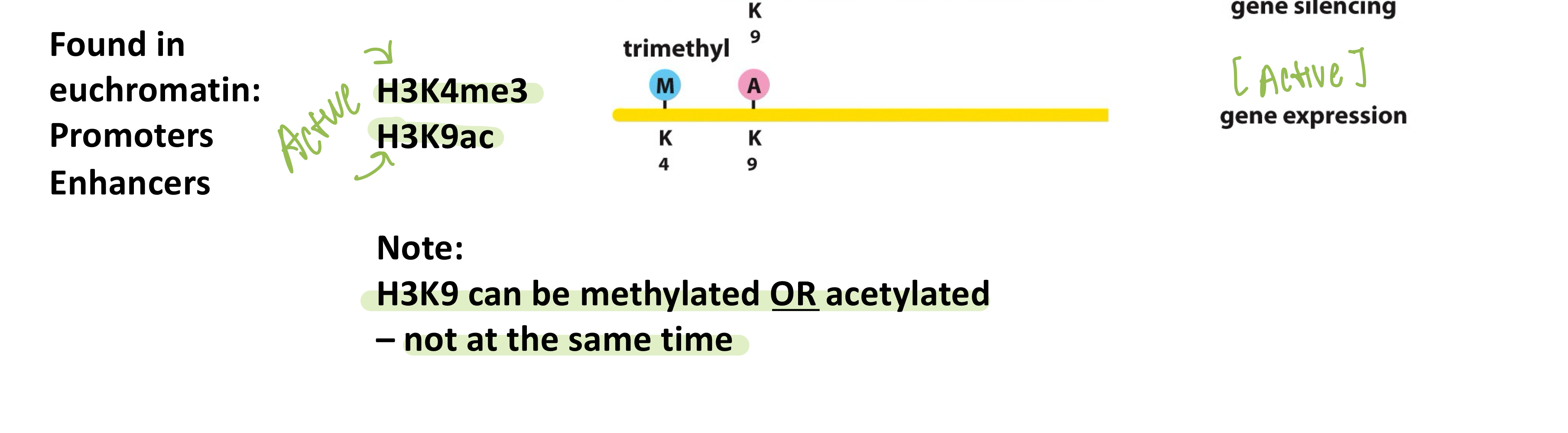 <p><strong>H3K4me3 and H3K9ac</strong> are associated with active chromatin</p>
