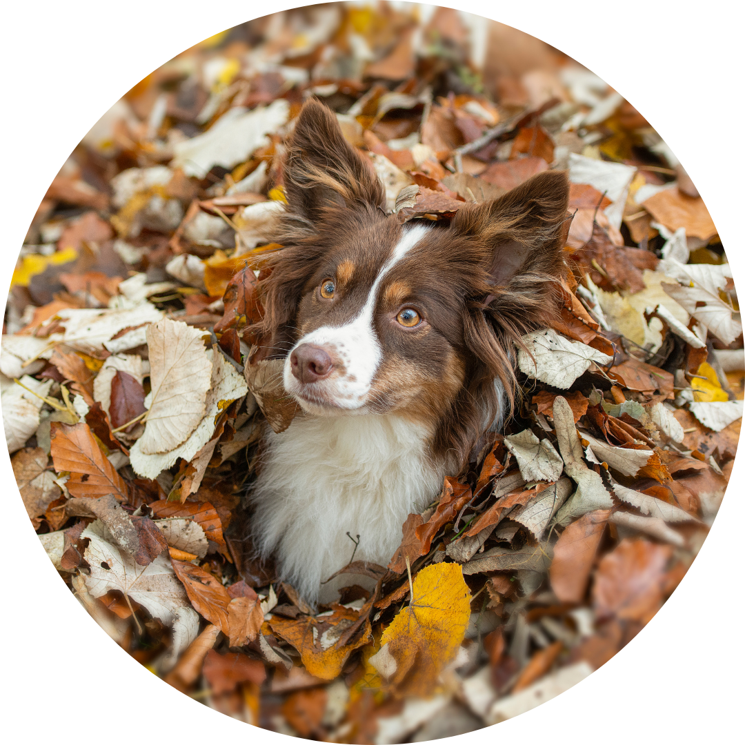 <p><strong>to leap into a group of gathered leaves for fun</strong></p><p>The kids were so happy to jump in a pile of leaves.</p>