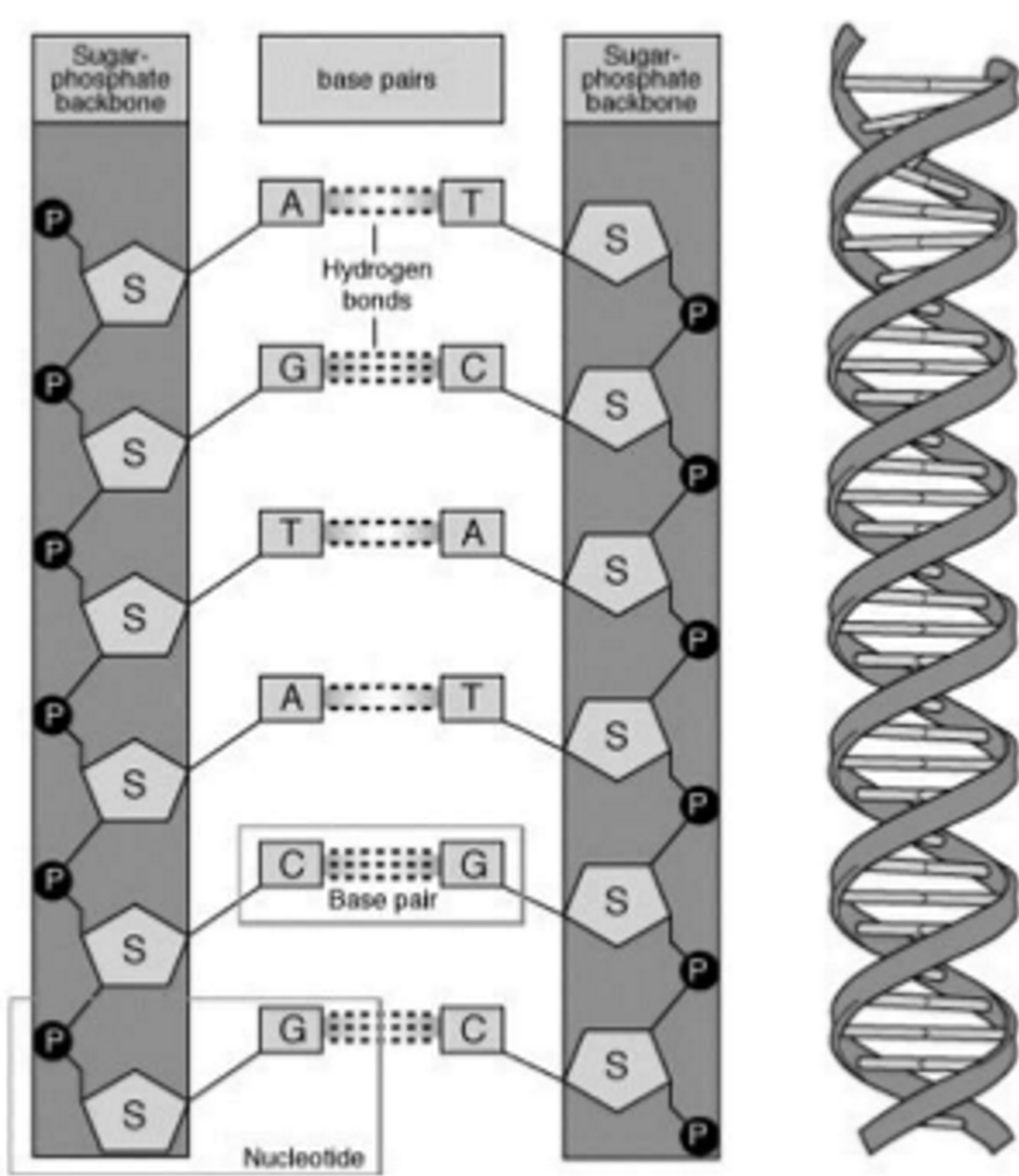 <p>DNA has a double helix made of nucleotide monomers. Each strand has a sugar phosphate backbone. Has bases extending inwards, complementary base pairing (A-T G-C) held with h-bonds. The two strands are anti-parallel meaning one runs 3’ to 5’ while the other runs 5’ to 3’</p>
