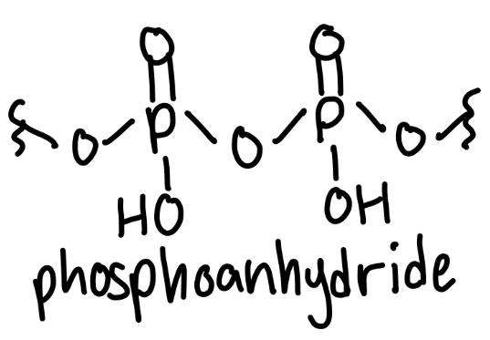 <p></p><img src="blob:null/d0b97ecd-fb05-4e5b-b251-d3d32776c959" data-width="100%" data-align="center"><p>2 phosphates</p>