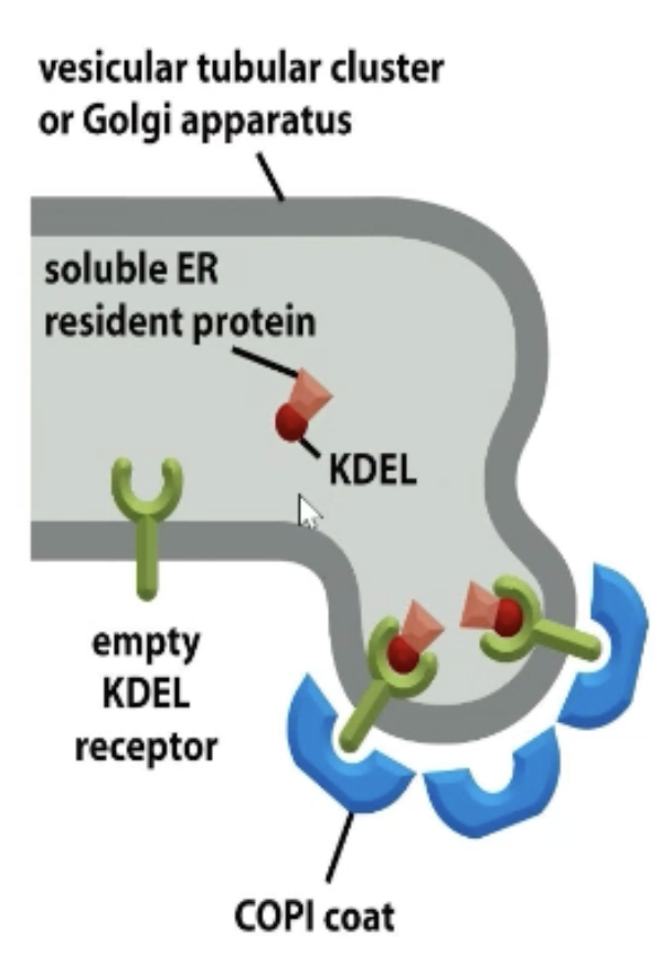 <p>Transmembrane proteins will have retrieval signals in their cytosolic tails (recognized by COP I)</p><p>Soluble ER proteins will have retrieval signals that bind to cargo retrieval receptors (ex. KDEL signals)</p>