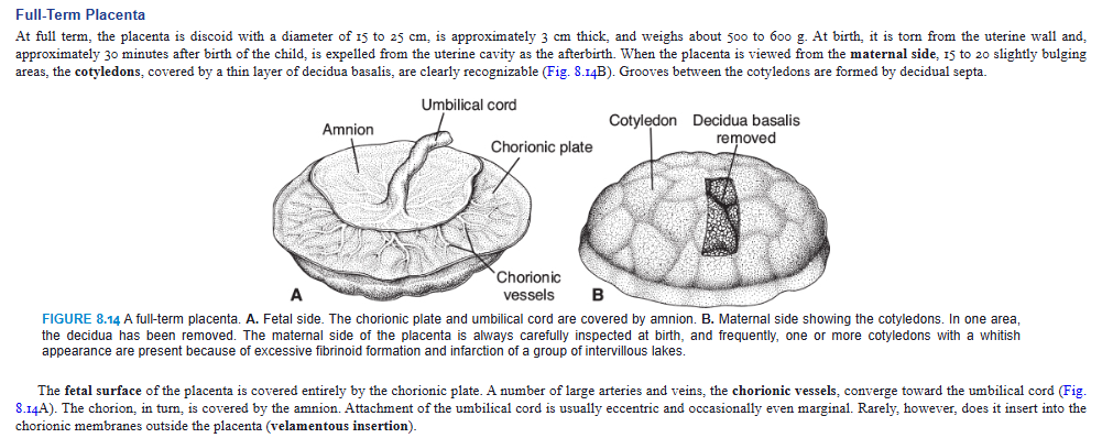 <p>Full-Term Placenta</p><p>At full term, the placenta is discoid with a diameter of 15 to 25 cm, is approximately 3 cm thick, and weighs about 500 to 600 g. At birth, it is torn from the uterine wall and, approximately 30 minutes after birth of the child, is expelled from the uterine cavity as the afterbirth. When the placenta is viewed from the maternal side, 15 to 20 slightly bulging areas, the cotyledons, covered by a thin layer of decidua basalis, are clearly recognizable (Fig. 8.14B). Grooves between the cotyledons are formed by decidual septa.</p><p>The fetal surface of the placenta is covered entirely by the chorionic plate. A number of large arteries and veins, the chorionic vessels, converge toward the umbilical cord (Fig. 8.14A). The chorion, in turn, is covered by the amnion. Attachment of the umbilical cord is usually eccentric and occasionally even marginal. Rarely, however, does it insert into the chorionic membranes outside the placenta (velamentous insertion).</p>