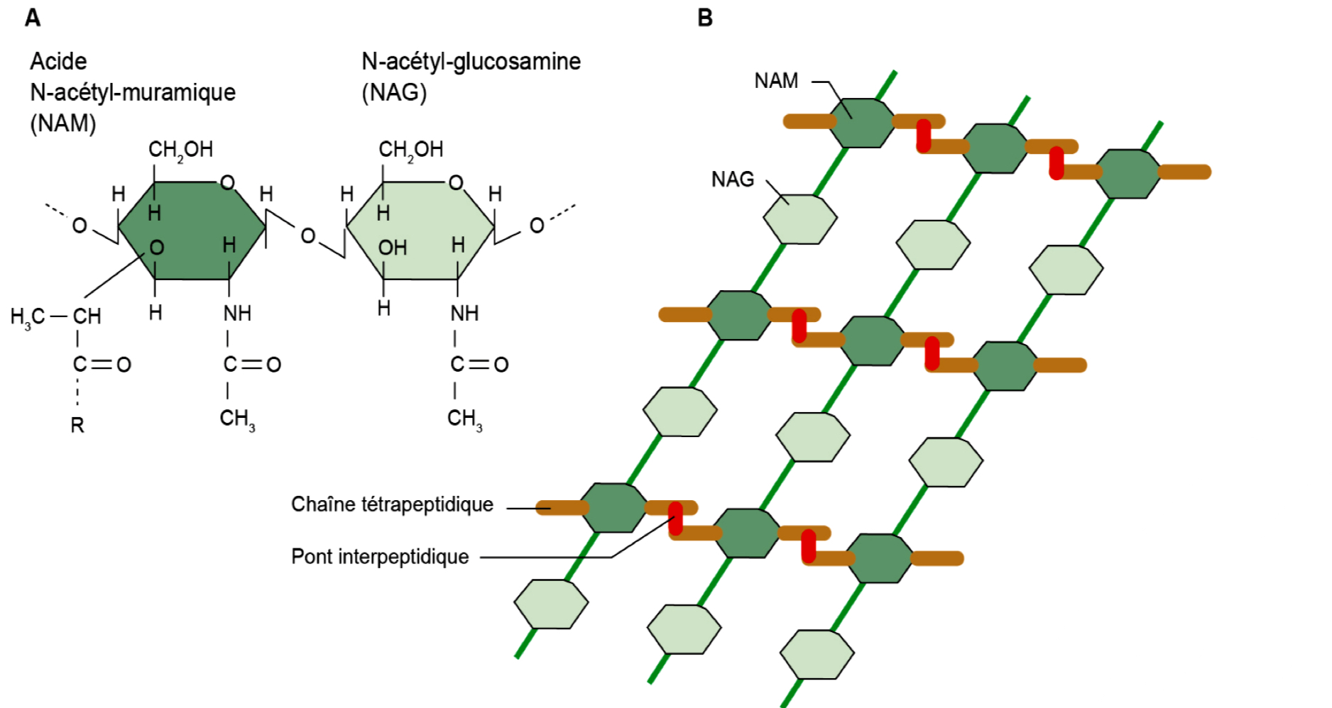 <p><span>1) Paroi de peptidoglycane avec acide muramique (sauf mycoplasmes)</span></p><p><span>2) Traduction initiée par ARN de transfert avec N-formyl méthionine</span></p>