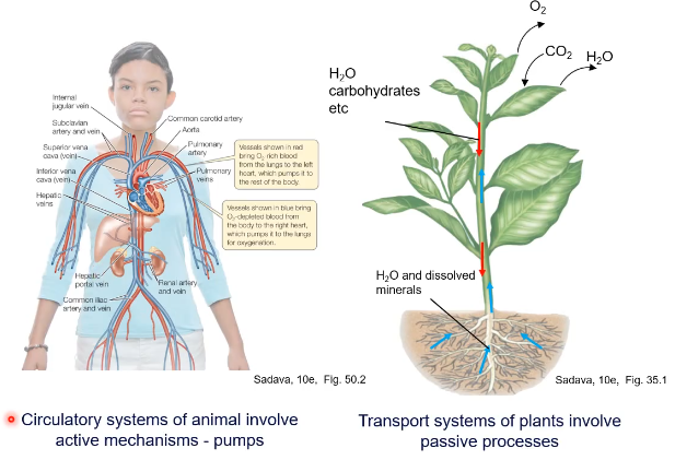 <ul><li><p>highly branched internal transport systems</p></li><li><p>rapid movement of exchange substances</p></li><li><p>force required to more substances through transport system (active or passive)</p></li></ul><p></p>