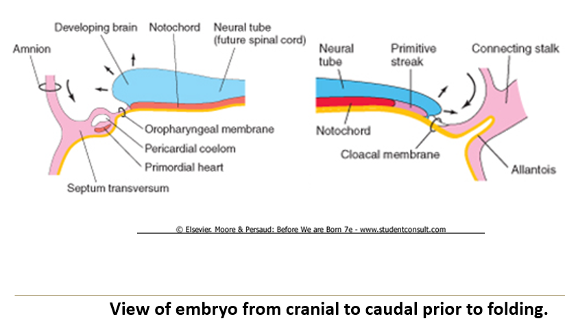 <p>What is the <strong>anatomical order </strong>visible in a<strong> 3-week embryo</strong> from caudal to cranial?</p>