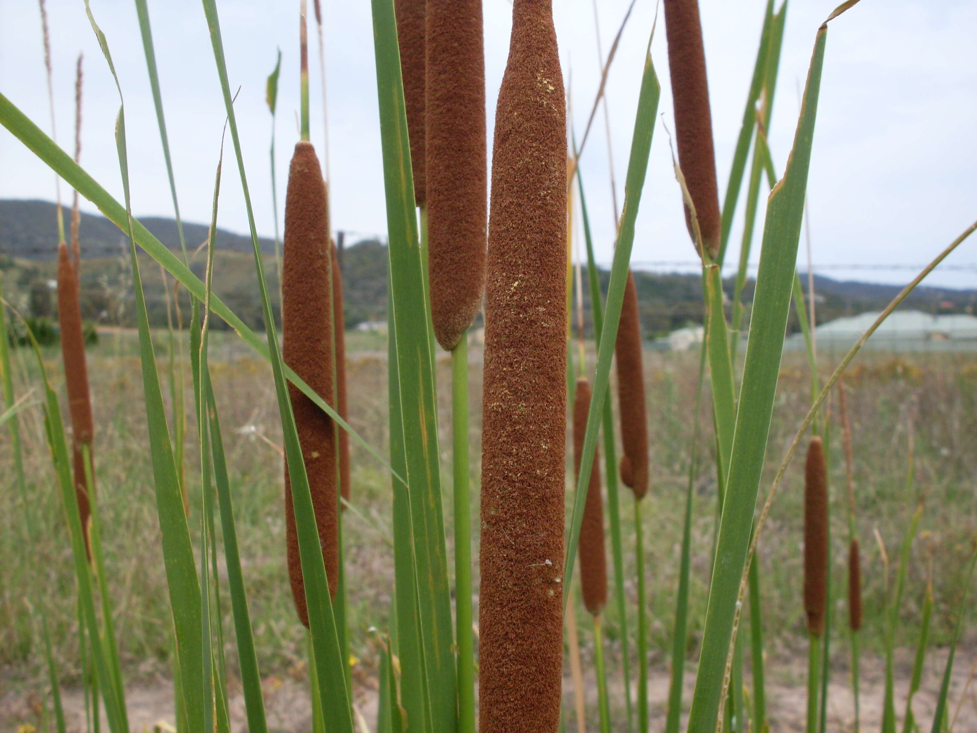 <p>noun. A tall marsh plant with cylindrical seed heads that explode when mature (cat’s tail).</p>