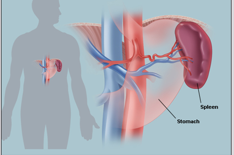 <p>To filter foreign substances and old RBCs, store platelets, and provide immune defense.</p><p>•<span style="font-family: "Gill Sans MT";">Largest collection of lymphocytes and macrophages in body</span></p><p><span>•</span><span style="font-family: "Gill Sans MT";">Upper-left quadrant </span></p><p></p>