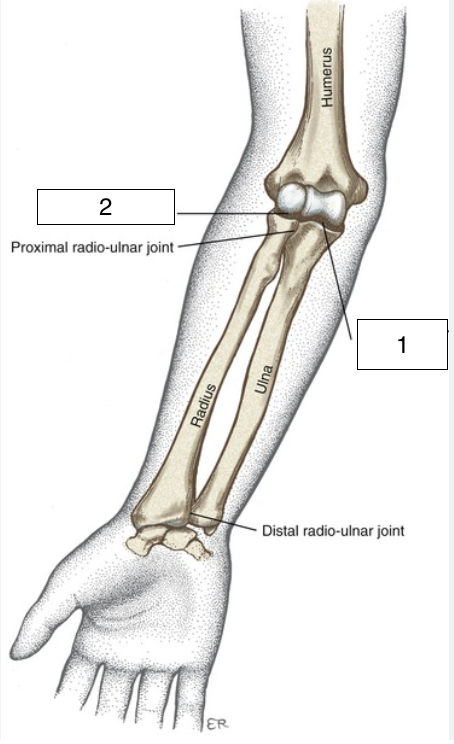 <p>what is the highlighted joint (number 2)?</p>