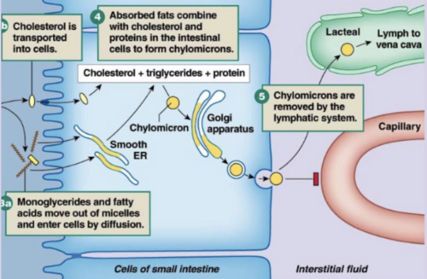 <p>describe the process of chylomicrons leaving a cell and traveling through the body (including start and end point)</p>
