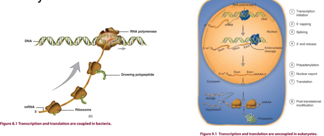 <p>prok:</p><ul><li><p>transcription and translation are coupled in the same compartment</p></li><li><p>mRNA is polycistronic without introns, and has a short half-life</p></li></ul><p>euk:</p><ul><li><p>eukaryotic cell is compartmentalized and there is regulation in each compartment</p></li><li><p>gene expression can be regulated at various levels</p></li></ul><p></p>