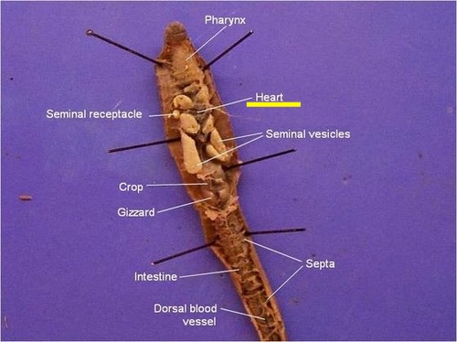 <p>How many hearts and functions</p>