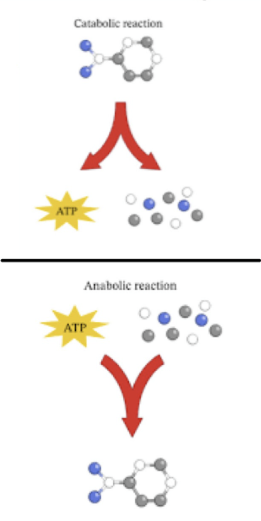 <p><strong>all chemical reactions that occur in organism</strong></p><p>2 types: </p><p>Catabolism</p><ul><li><p>breaking of molecules to release energy</p></li><li><p>ex. hydrolysis</p></li></ul><p></p><p>Anabolism</p><ul><li><p>building of organicc molecules by using energy</p></li><li><p>ex. dehydration synthesis</p></li></ul><p></p>