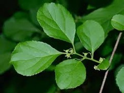 <p>celastus orbiculatus</p>