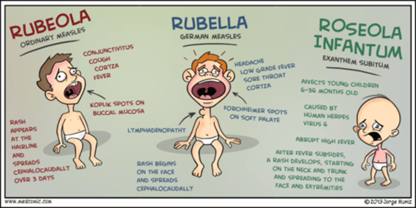 <p>Human herpesviruses 6 and 7</p><p>High fever; body rash; recovery within 1 to 2 days</p>