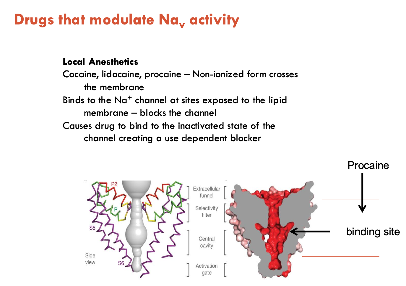 <p><strong>Local anesthetics </strong>(e.g. cocaine, lidocaine, procaine)</p><ul><li><p>Cross the membrane in their <strong>non-ionised form</strong></p></li><li><p>Ionised form binds to intracellular side</p></li><li><p>Preferentially bind to the <strong>inactivated state</strong> of the channel</p></li><li><p>Act as <strong>use-dependent blockers</strong> (more binding with repeated activation)</p></li></ul><p></p>