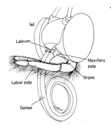 <p>what is the key part of siphoning mouth part?</p>