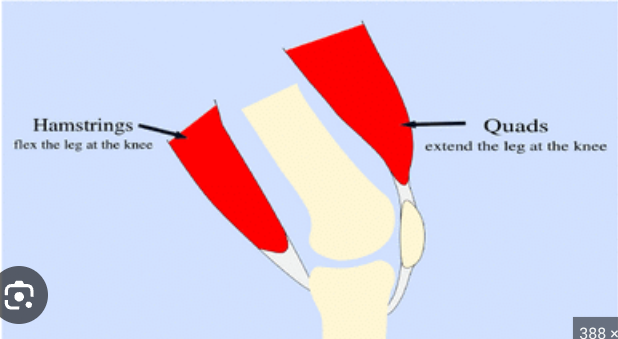 <p>Quadriceps femoris muscle and Hamstrings muscle </p>