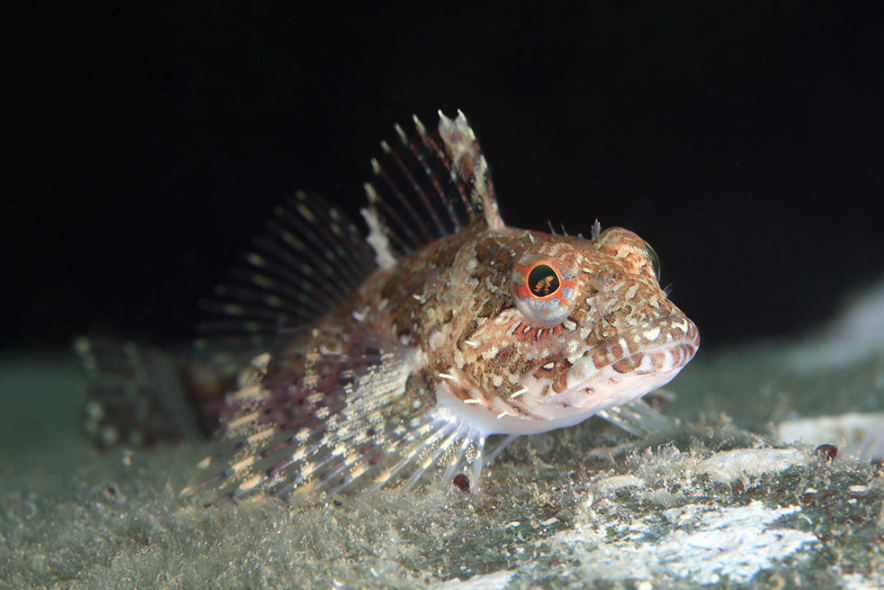 <p>sculpins</p><p></p><p></p><p>Key traits:</p><ul><li><p>294 spp</p></li><li><p>not very spiny, relatively depressed, blunt head, tapering body</p></li><li><p>gill membrane fused, lack scales</p></li></ul><p></p>