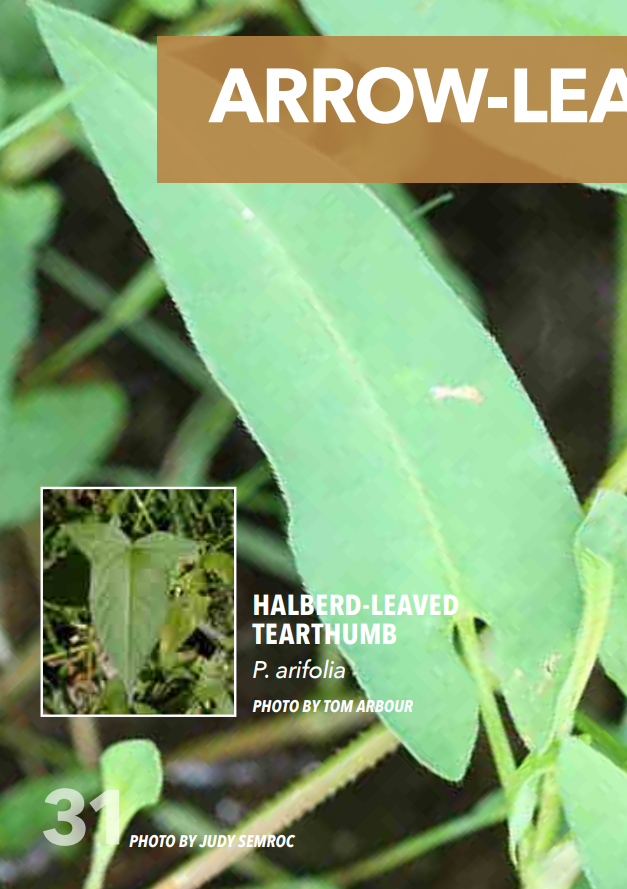 <p>Smartweed; Polygonaceae</p>