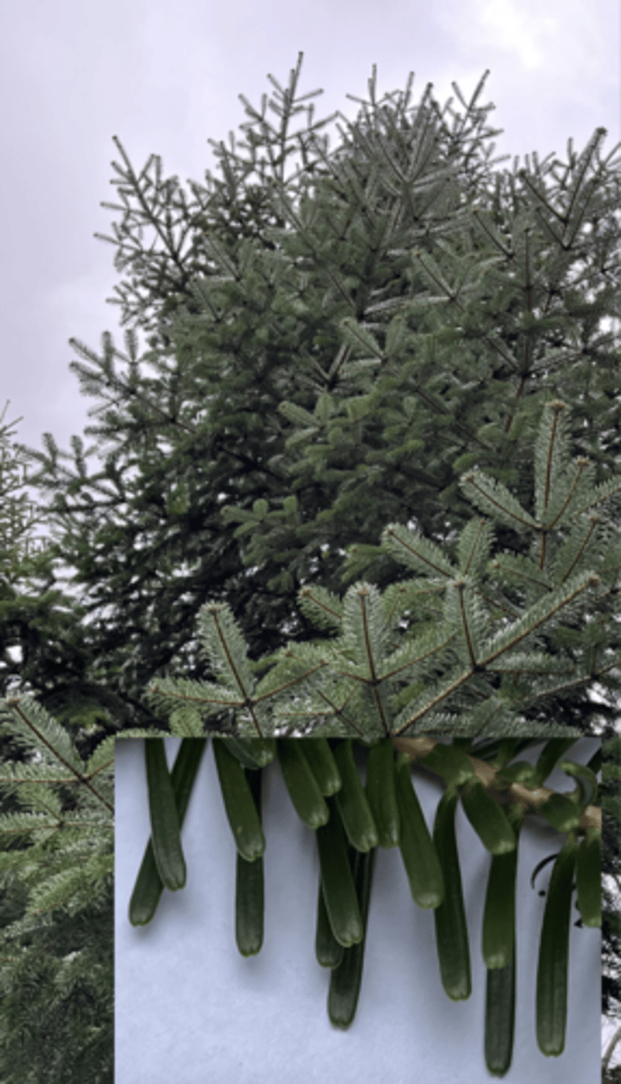 <p>butt chin needle, pinecone sticks, sucker needles, flat needles,</p>