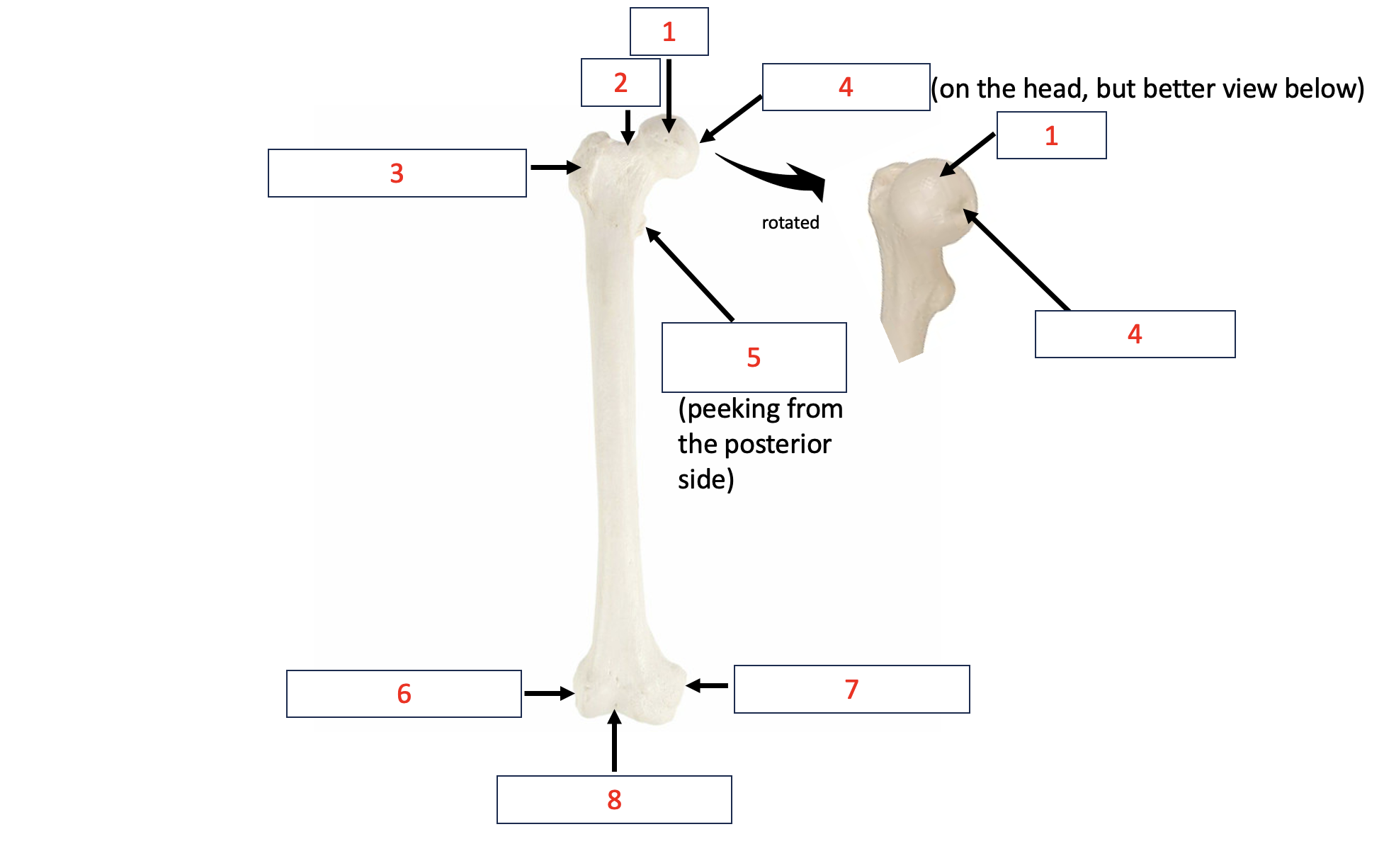 <p>neck</p>