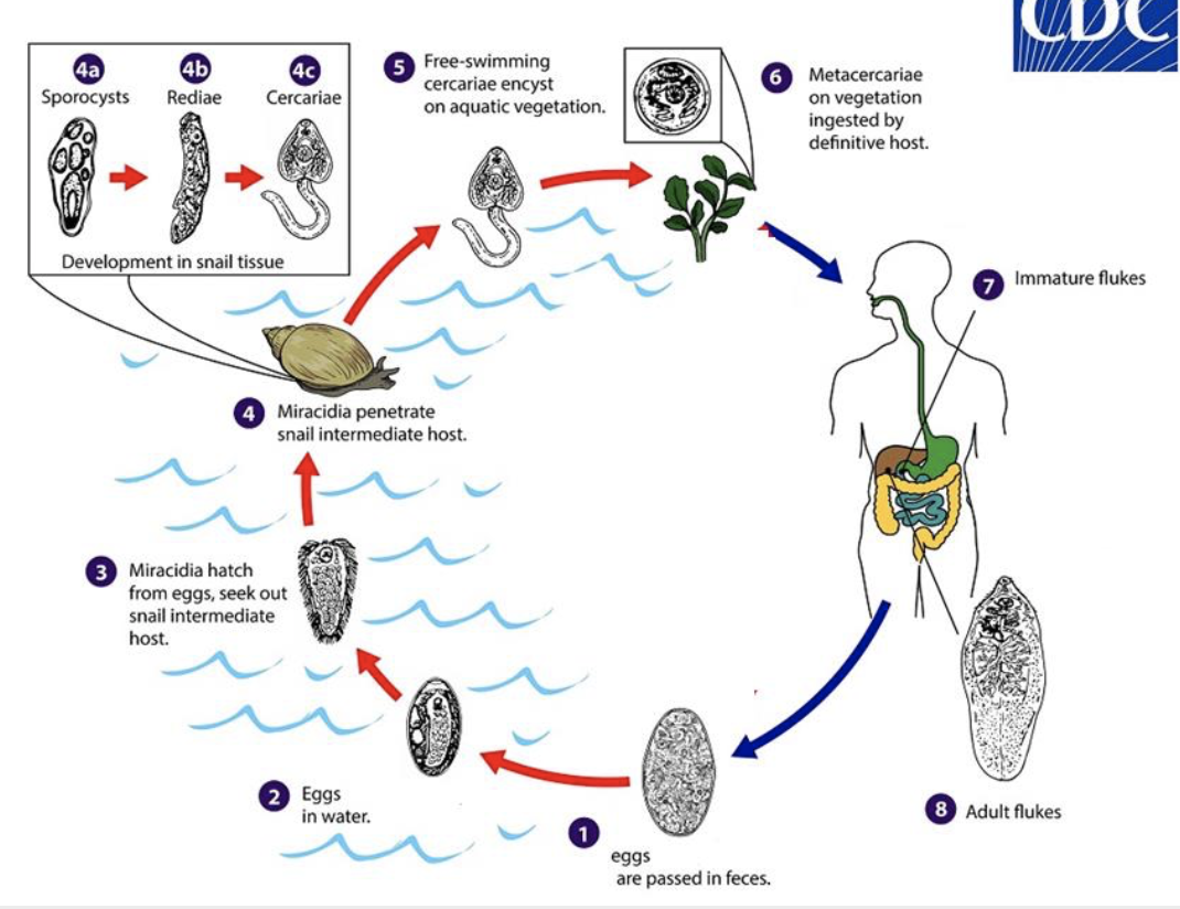 <ol><li><p>eggs are passed in feces</p></li><li><p>eggs in water</p></li><li><p>miracidia hatch from eggs and seek out snail intermediate host</p></li><li><p>miracidia penetrate snail intermediate host</p><ol><li><p>sporocyst → rediae → cercariae</p></li></ol></li><li><p>free swimming cercariae encyst on aquatic vegetation</p></li><li><p>metacercariae on vegetation ingested by definitive host</p></li><li><p>immature fluke</p></li><li><p>adult fluke</p></li></ol>