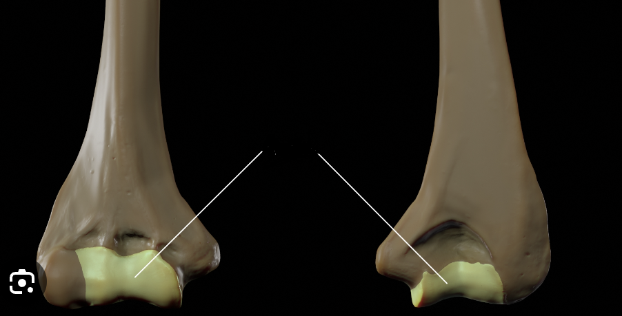 <p>Humerus</p>