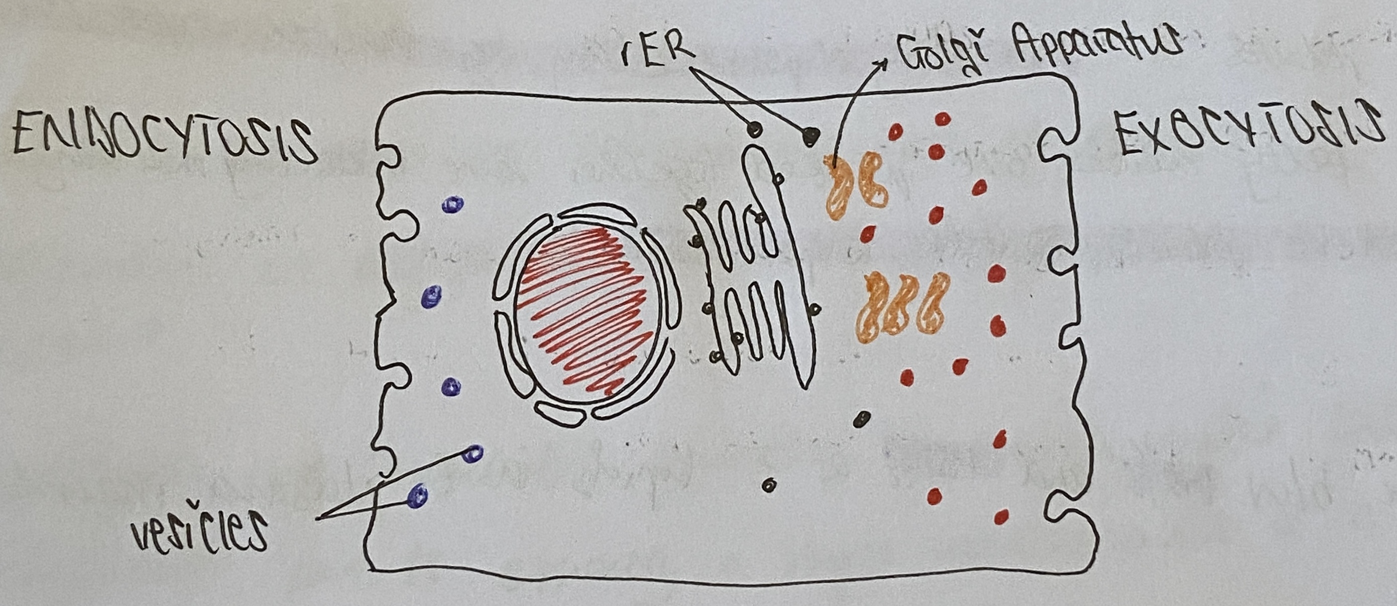 <p>Small sac of membrane with a droplet of fluid inside</p>