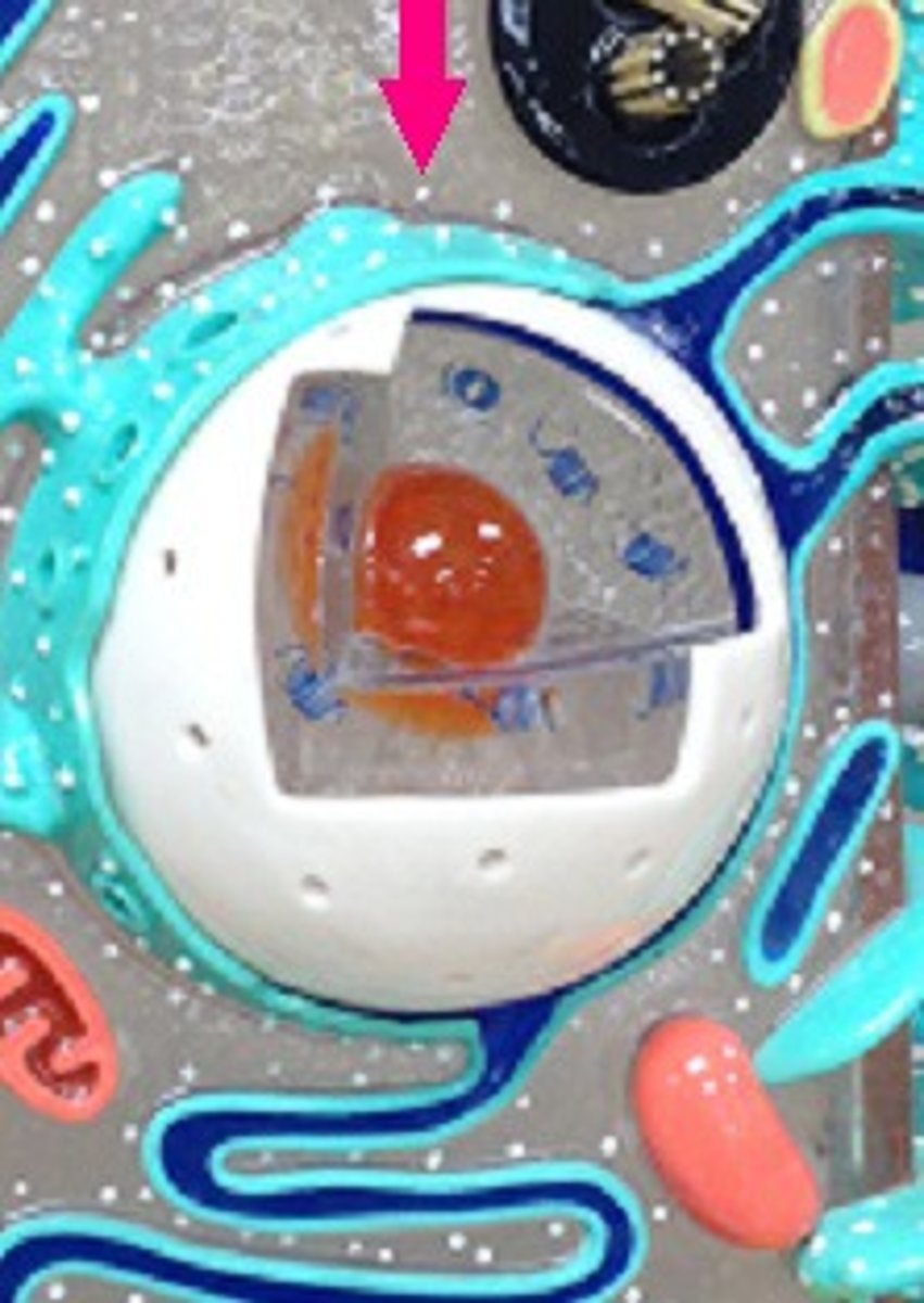 <p>Identify the white dot.</p>