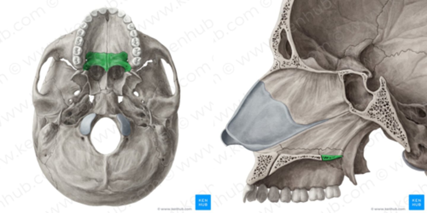 knowt flashcard image