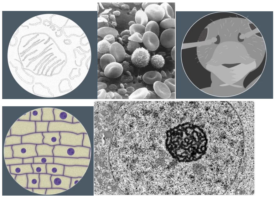 <p>identify if there images were made by a SEM, TEM or optical microscope</p>