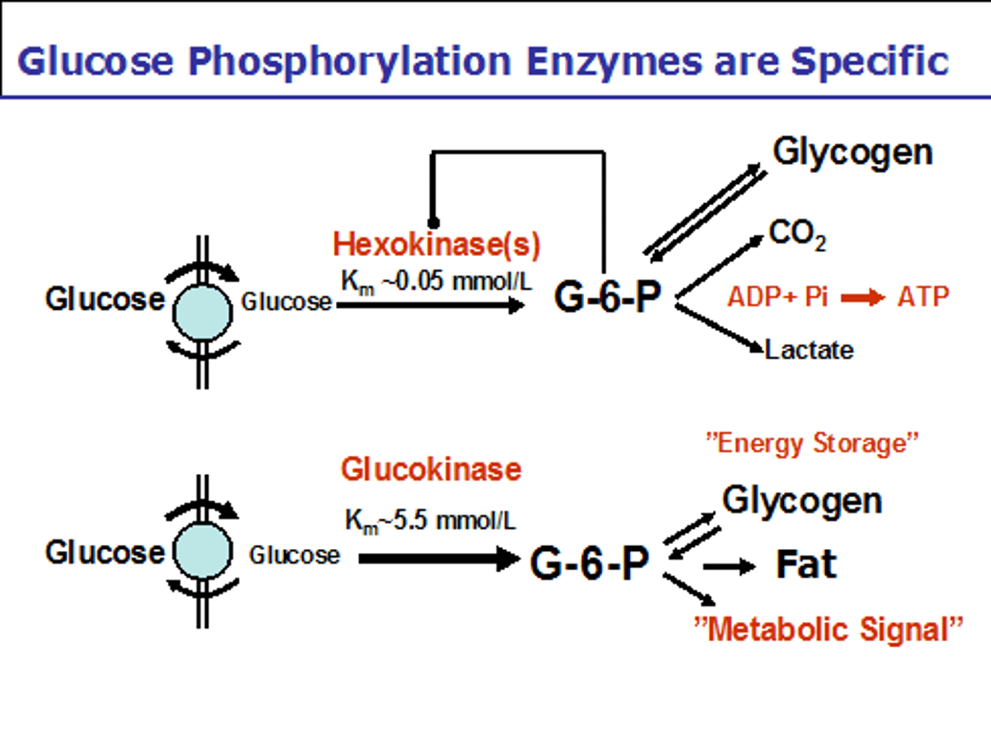 <p>Hexokinase and Glucokinase actually catalyze the same reaction: Phosphorylating Glucose as it enters the cell to make it Glucose-6-Phosphate.</p><p>Hexokinase is found in most tissues, and is not responsive to Insulin.</p><p>Glucokinase is in the liver cells and the pancreas' β-cells, and can be induced by insulin.</p>