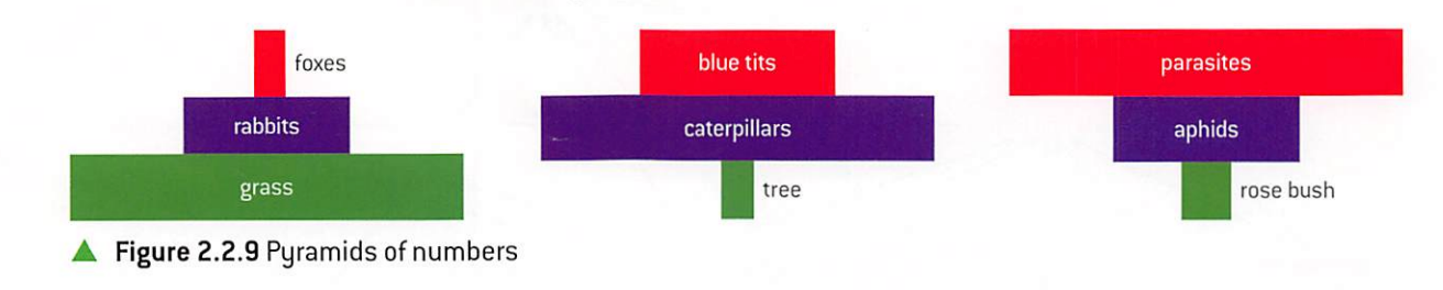number of organisms at each trophic level in food chain at one time (standing crop)

units: number/unit area