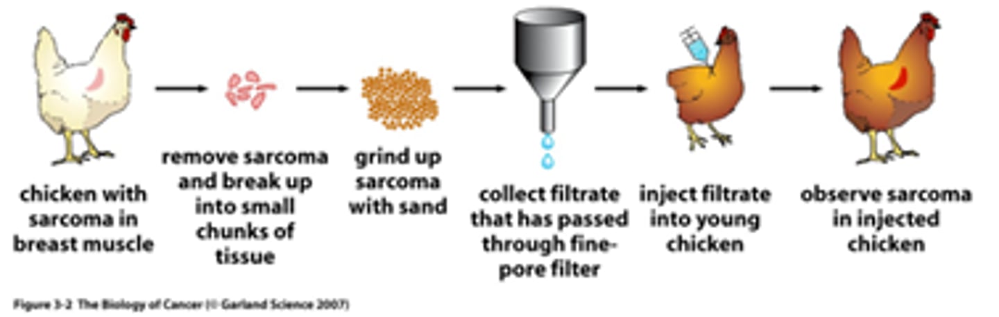 <p>injectable cancer in chickens - it is caused by a virus that transforms cells in vitro - it is a retrovirus</p>