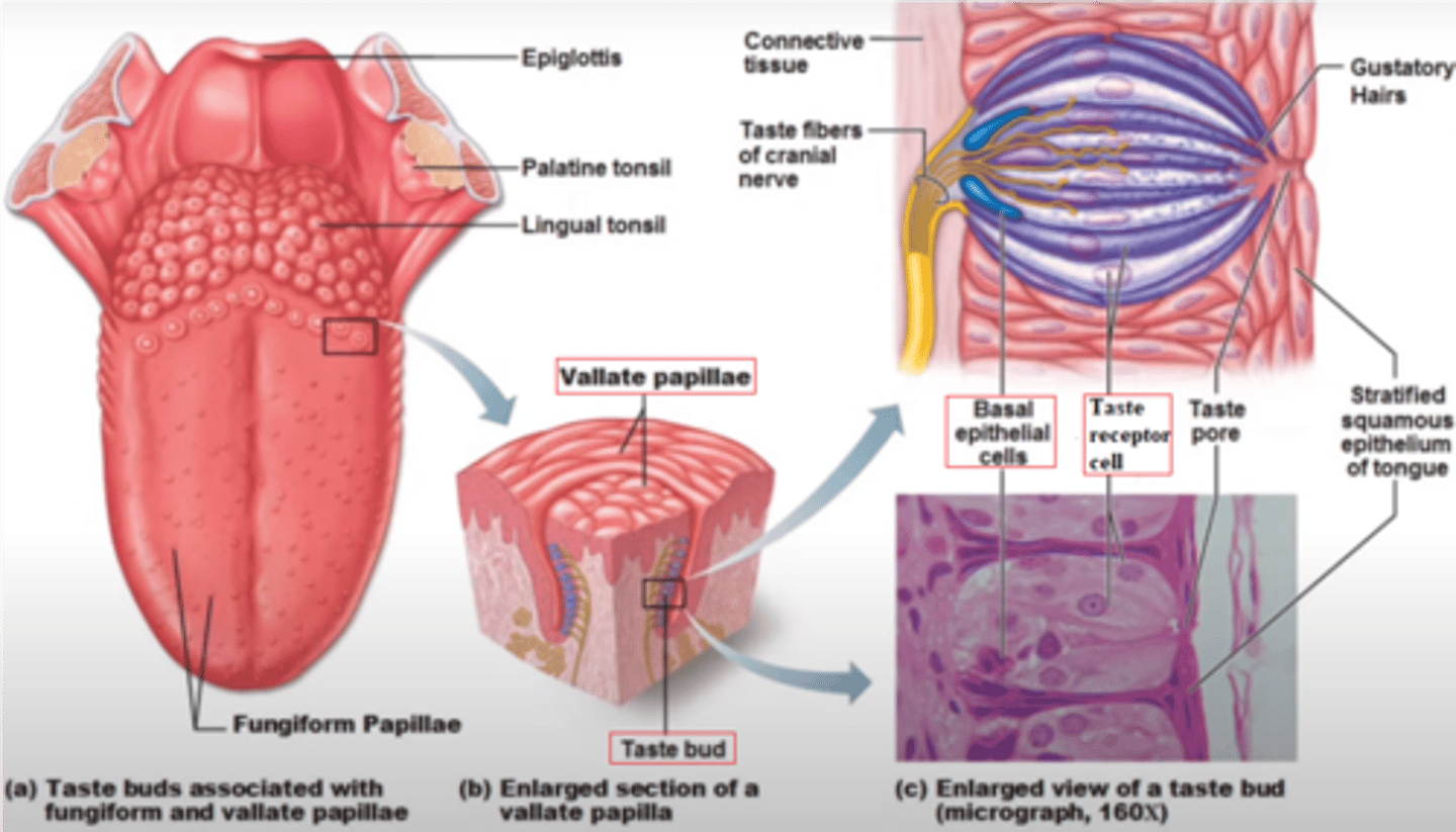 <p>taste receptor (gustatory) cells</p>