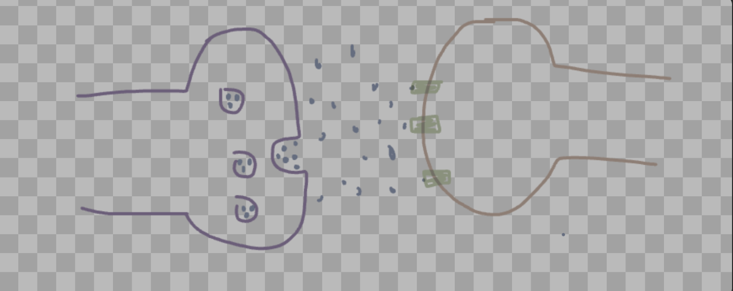 <ul><li><p><span>the axon terminals (purple) receive the electrical impulses passed down the axon and transmit them to the dendrites of the next neuron in the form of neurotransmitters which latch onto the receptors of the dendrites of the next neuron, causing the action to occur multiple times until it reaches its target</span></p></li></ul><p></p>