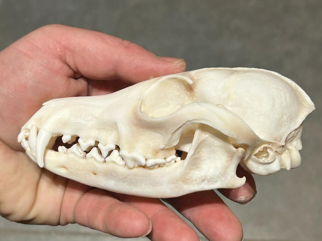<p><span><u>Skull</u>: V-shaped temporal lines</span></p>