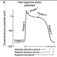 <p>In both types of cells, the membrane is repolarized to its original resting potential as the K+ permeability increases to its high resting value and the Ca2+ and Na+ permeabilities return to their low resting values</p>
