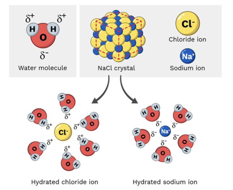 <p>Any <strong><em>Polar</em> <em>molecules</em> </strong>and<strong> <em>charged</em></strong> <strong><em>ions</em></strong> could dissolve in water. </p><p><span>Water forms around charged molecules to keep them dissolved. &nbsp;</span></p><ul><li><p>Polar: <em>(have regions of </em><strong><em>partial</em></strong><em> </em><strong><em>positive</em></strong><em> and </em><strong><em>negative</em></strong><em> </em><strong><em>charges</em></strong><em> due to uneven electron distribution, but they are neutral overall)</em></p><ul><li><p>Salt </p></li><li><p>Sugar</p></li></ul></li><li><p>Charged ion: <em>(atoms or molecules with a full positive or negative charge)</em></p></li></ul><p></p>