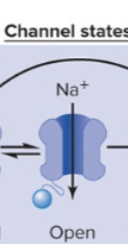 <p>What causes the Voltage Gated Na+ Channel to open?</p>