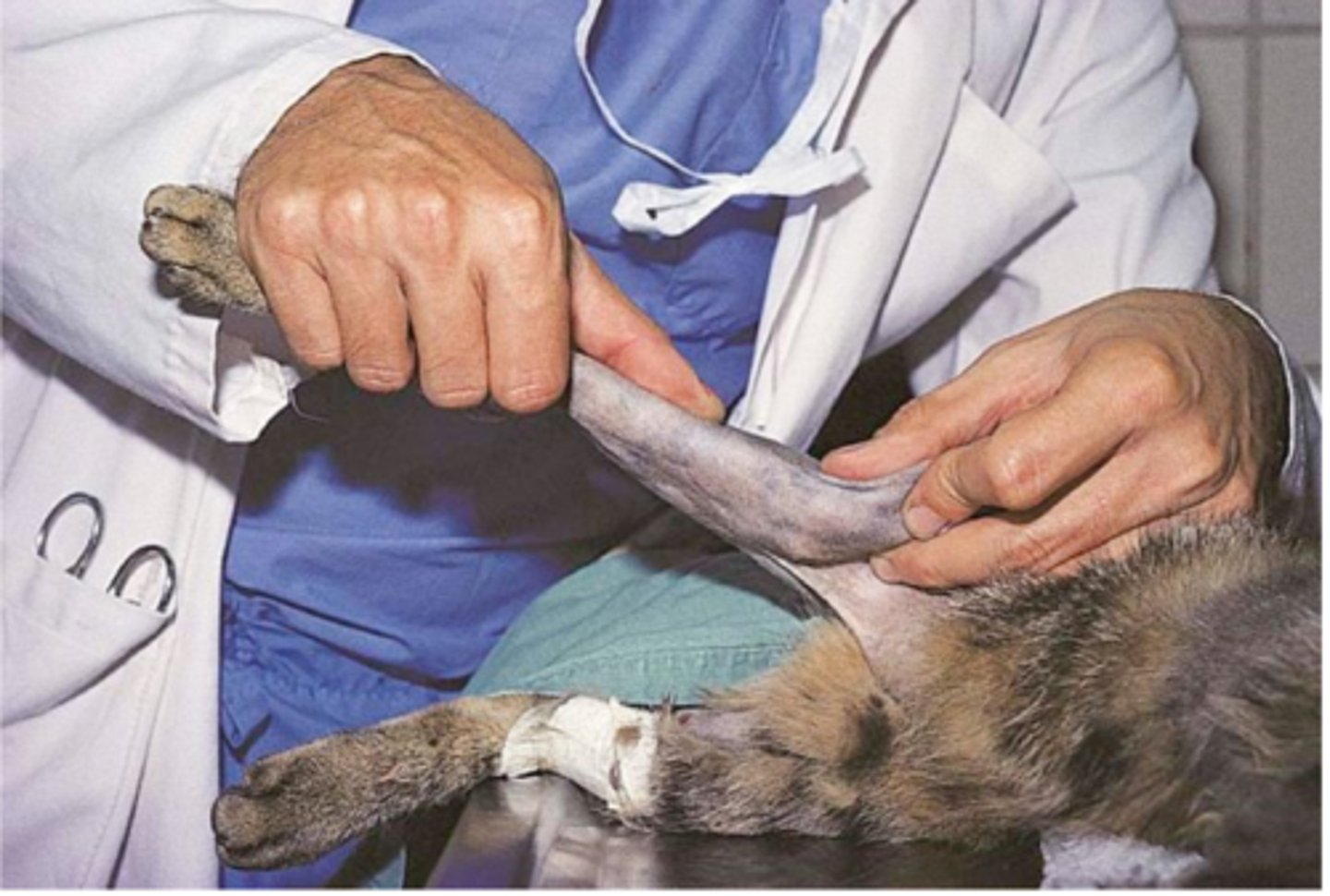 <p>the valgus stress test evaluates the ____ collateral ligament</p>