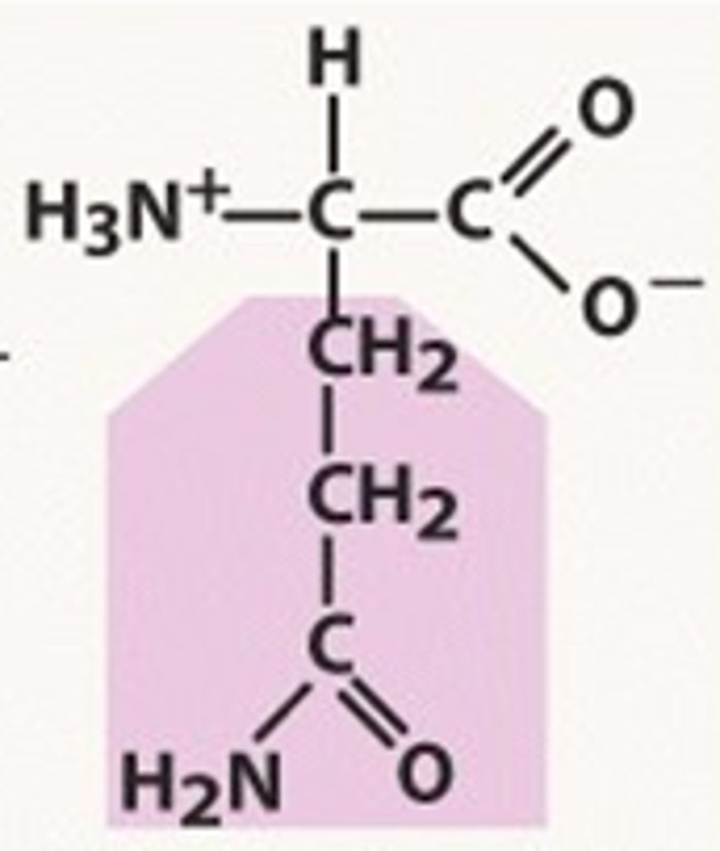<p>Gln, Q, polar</p>