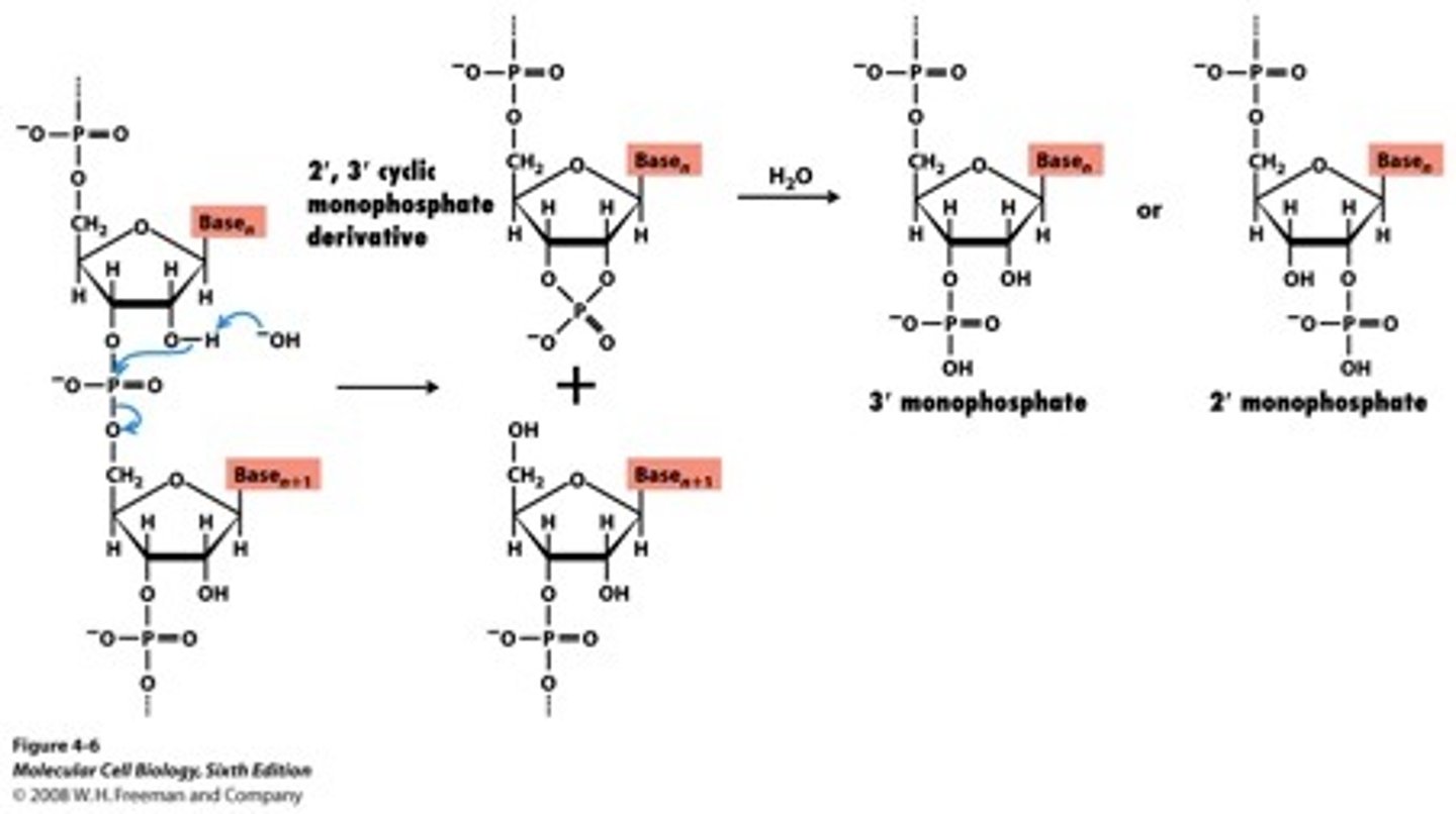 <p>separating nucleosides</p>