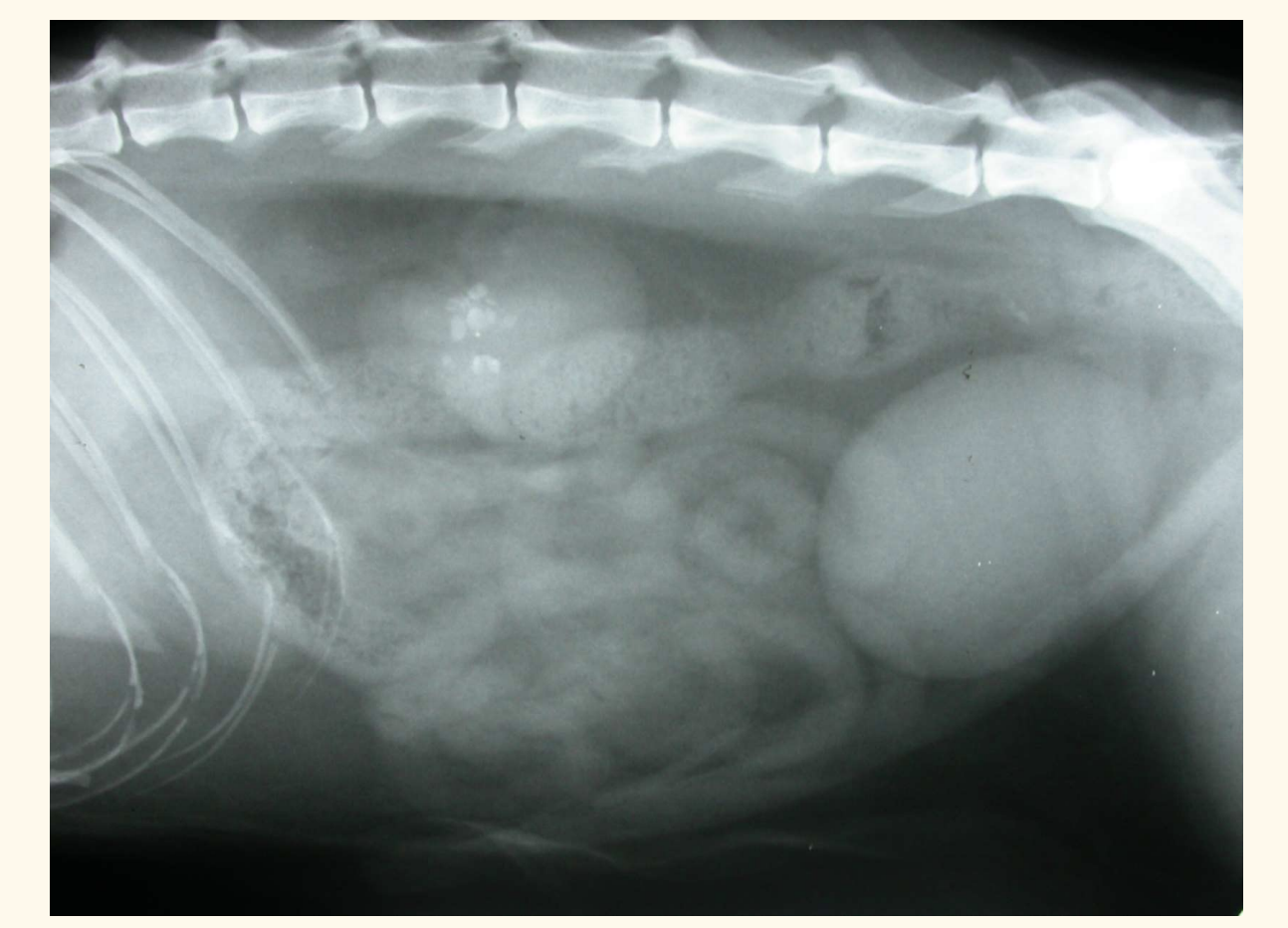 <ul><li><p>usually medical meange or leave unless causing problem</p></li></ul><p></p>